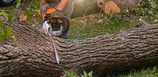 Trusted Oak Leaf, TX  Tree Services Experts