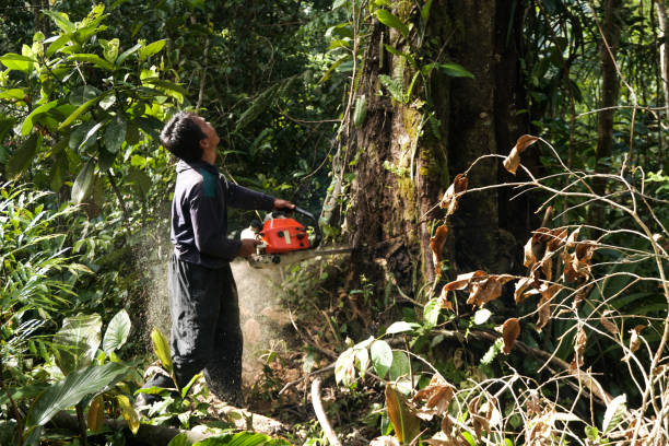 Best Arborist Consultation Services  in Oak Leaf, TX