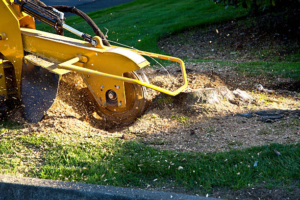 Best Storm Damage Tree Cleanup  in Oak Leaf, TX