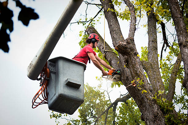 How Our Tree Care Process Works  in  Oak Leaf, TX